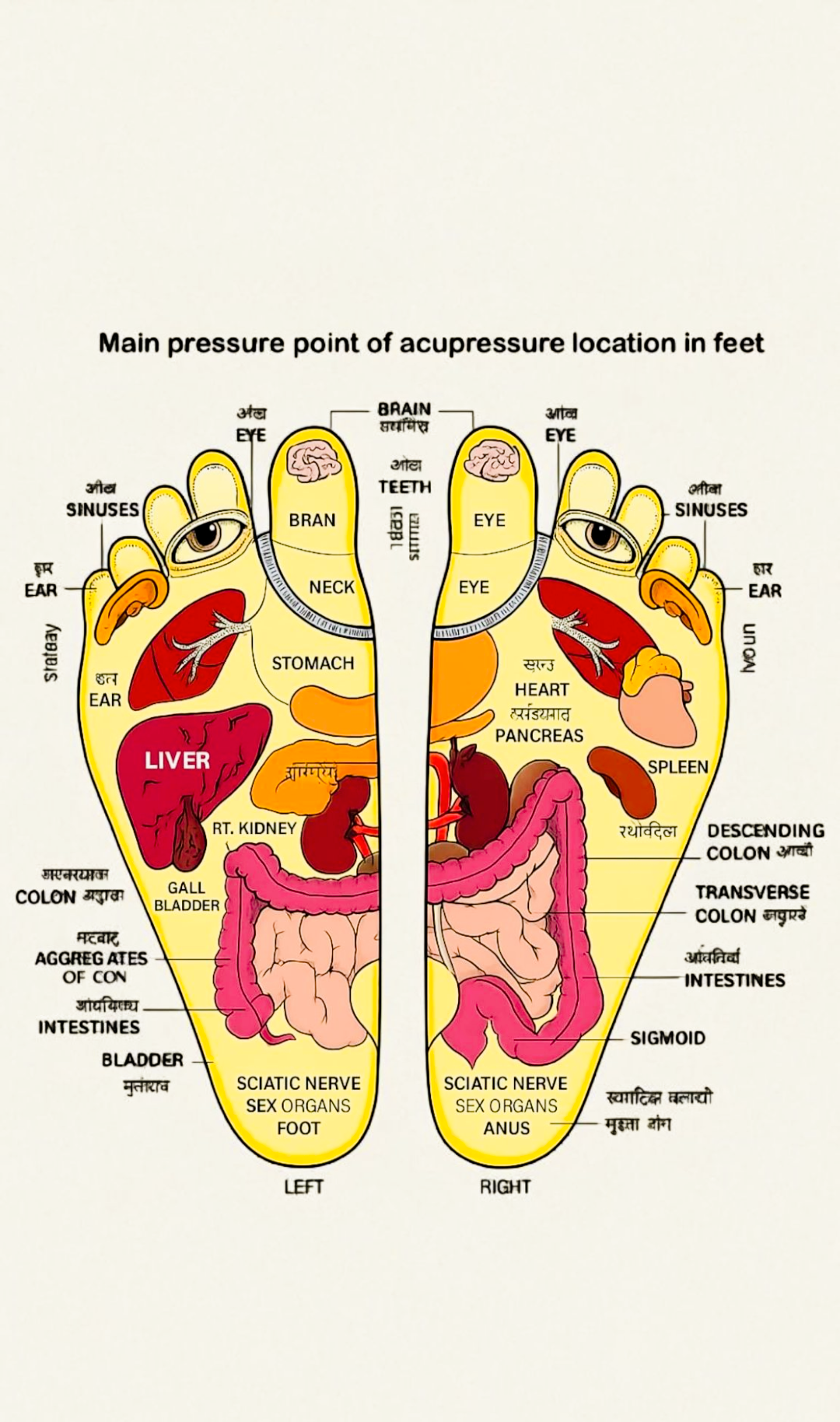 Wooden Acupressure Foot Massager for Ultimate Stress Relief